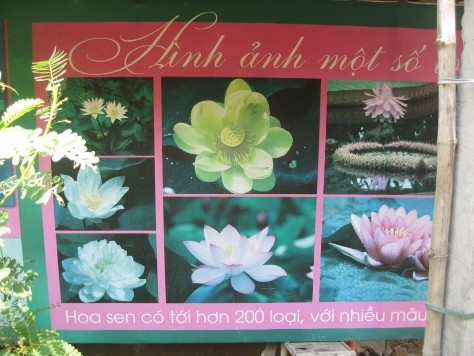 Hình 2 13 Giới thiệu các loại hoa sen bằng hình ảnh Hình 2 14 Xuồng dạo 14