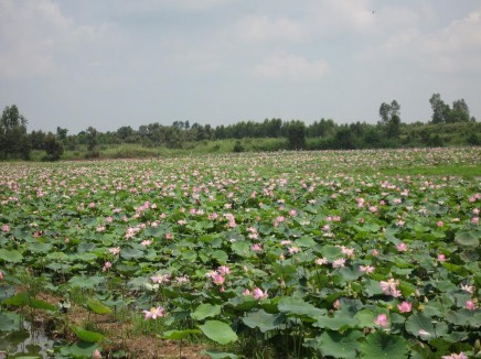 Hình 2 5 Cảnh quan Đồng Sen tại xã Mỹ Hòa Ngày chụp ngày 7 04 2016 Nguồn 6