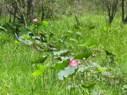 Hình 2 6 Sen Tháp Mười xưa mọc hoang dọc đường Vành Đai Ngày chụp ngày 7 7