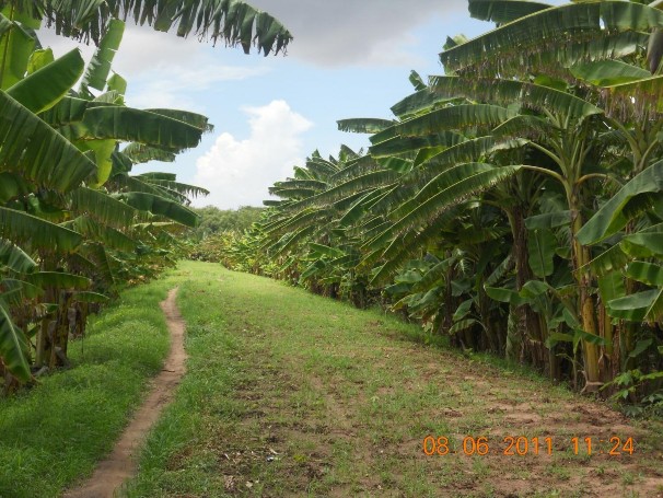 Hình 4 Công trình đê bao ở nông trường 30 4 huyện Cù Lao Dung Nguồn tác giả 4