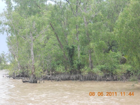 Hình 5 Hệ sinh thái rừng bần ven biển thuộc nông trường 30 4 huyện Cù Lao Dung 5