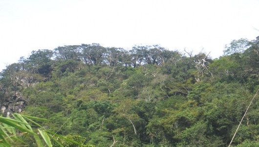 Hình 4 6 Rừng Bách xanh nguyên thủy trên núi đá vôi 700 m Bảng 4 3 Diện tích 4