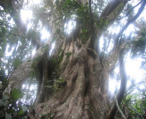 Hình 4 7 Các loài Lan hài Bách xanh đá có giá trị bảo tồn toàn cầu Số 1