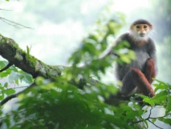 Hình 4 8 Loài Vọoc ngũ sắc quí hiếm Phong Nha Kẻ Bàng có khu hệ thú 2