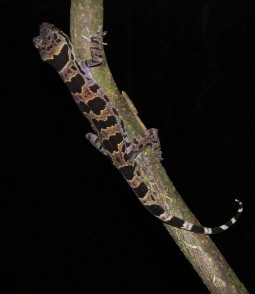 Cyrtodactylus cryptus Tắc kè Rosler Cyrtodactylus roesleri sp nov Hình 4 10 Một số 4