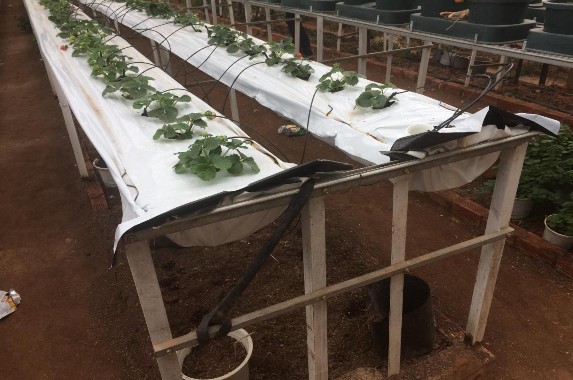 Hình PL 1 Dâu tây được trồng theo phương thức bán thủy canh phường 9 1