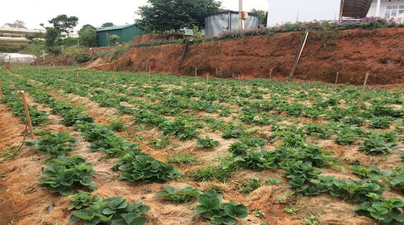 Hình PL 2 Dâu tây được trồng theo phương thức truyền thống phường 9 2