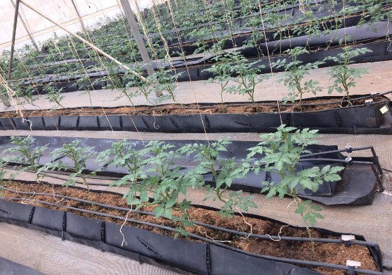 Hình PL 3 Cà chua được trồng theo công nghệ ISAEL phường 11 Nguồn tác giả 3