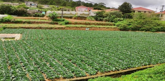 Hình PL 4 Bắp cải được trồng theo phương thức truyền thống phường 11 4