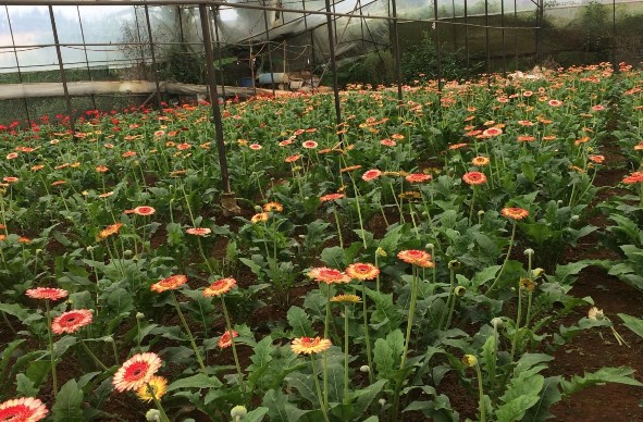 Hình PL 5 Vườn hoa đồng tiền đến vụ thu hoạch Vạn Thành Nguồn tác giả 5