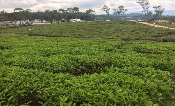 Hình PL 7 Trồng chè Cầu Đất Nguồn tác giả chụp Hình PL 8 Khu bày bán các 7