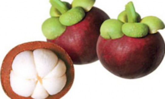 Măng cụt Miệt vườn Lái Thiêu Vườn quýt Miệt vườn Lái Thiêu Mận Miệt 2