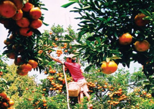 Vườn quýt Miệt vườn Lái Thiêu Mận Miệt vườn Lái Thiêu Gà quay – Xôi 3