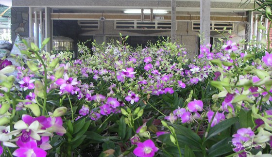 Trang trại vườn lan Cổng tam quan Thiên Hậu Cung Lễ hội chùa Bà Thiên Hậu Khu du 2