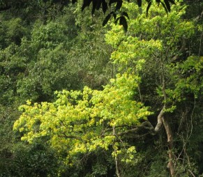 Mai vàng Yên Tử Hệ thống cáp treo Yên Tử Thiền viện Trúc Lâm Yên Tử Khai hội 1