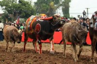 Lễ Tịch Điền là lễ nhà vua đích thân cày ruộng nhằm khuyến khích dân chúng 1