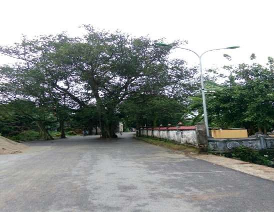 7 6 Cây đa cổ thụ tại cổng phụ đền Quát Nguồn tác giả chụp ngày 10 10 2018 6