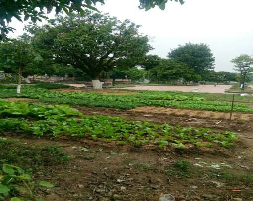 7 24 Nhân dân trồng rau trong khuôn viên di tích Nguồn tác giả chụp ngày 15 10 2018 4