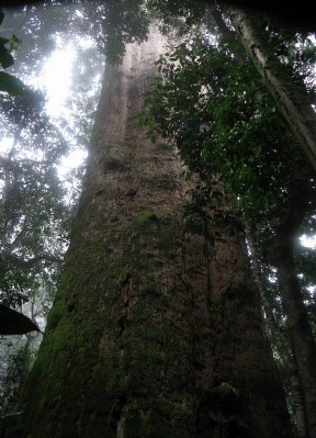 Hình 4 Cây sa mu dầu ở VQG Pù Mát Hình 5 Thác Khe Kèm Hình 6 Loài ếch cây mới có 4