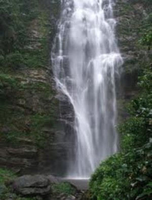 Hình 4 Cây sa mu dầu ở VQG Pù Mát Hình 5 Thác Khe Kèm Hình 6 Loài ếch cây mới có 5