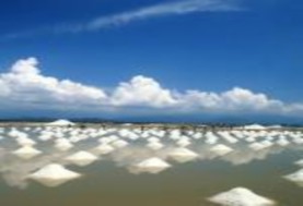 Không gian xanh ở Seahorse Phan Thiết Nhà nghỉ ở làng chài Tuy An 10