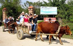 Đón khách du lịch nước ngoài bằng xe bò từ khách sạn vào KBT Vân Long Hội thi 13