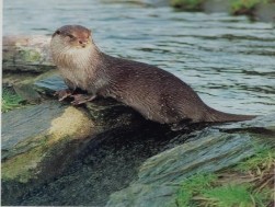 Tuyến du lịch Hang Bóng Rái cá Voọc quần đùi trắng tại KBT Vân Long Chùa Địch 6