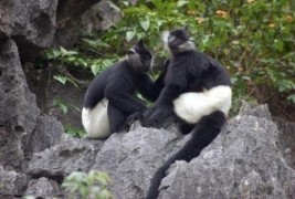 Voọc quần đùi trắng tại KBT Vân Long Chùa Địch Lộng Lễ hội Động Hoa Lư 7