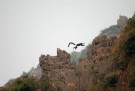 Voọc quần đùi trắng tại KBT Vân Long Chùa Địch Lộng Lễ hội Động Hoa Lư 8