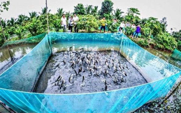 Cồn Ấu Làng du lịch Mỹ Khánh 6