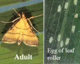 Figure 1 Leaf roller adult Photo Internet source II Insect pests for farm produce Watermelon Ruồi 2