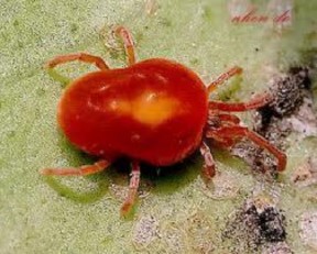 Chilli Firgure 2 Red spider mite Photo Internet source Bọ trĩ Chilli thrips Scirtothrips 3