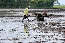 Figure 1 2 Plowing Figure 1 3 Harvest Photo Internet source A typical method for casting flooded 3