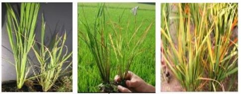 Figure 1 4 Symptoms of rice plants inflected yellow dwarf disease Photo Internet source bannhanong 5