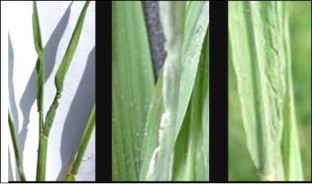 Figure 1 6 Symptoms of inflected leaves Photo Internet source Stunting during early growth 7