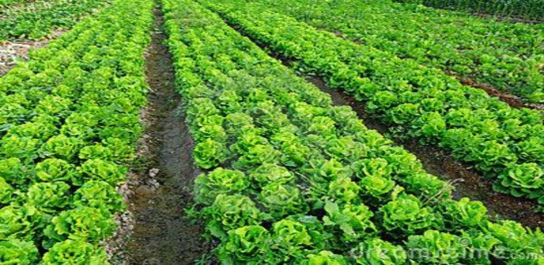 1 Soil preparation for growing vegetables 1 1 Overview Improving the soil used to grow vegetables 4