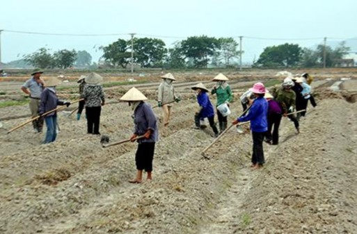 Figure 2 1 Farmers are preparing soil for growing vegetables Photo Ngo Diu 1 2 Improvement Step 1 5