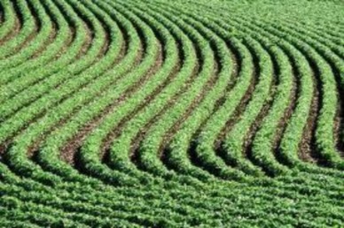 Figure 2 2 Raising winding beds to keep water irrigated in inclined terrains Photo Internet source 6