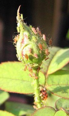 Figure 4 1 Rose plant attacked by aphids Photo urbanext illinois edu roses disease cfm Aphids are 4