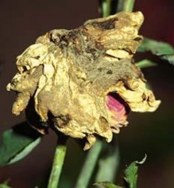 Figure 4 6 Rose plants infected botrytis blight Photo http www sactorose org ipm 83botrytis htm 3