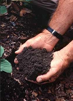 If plants fail to thrive despite adequate soil preparation watering and mulching it may be a sign 6