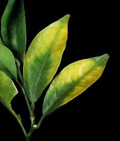 Figure 5 5 Magnesium deficiency on orange leaves and tomato leaves Photo Internet source 4