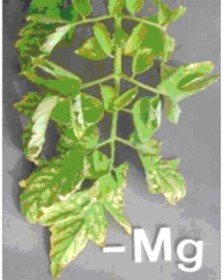 Figure 5 5 Magnesium deficiency on orange leaves and tomato leaves Photo Internet source 5