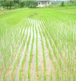 Figure 1 Transplanted paddy plants Photo Internet source There are two methods that can be employed 8