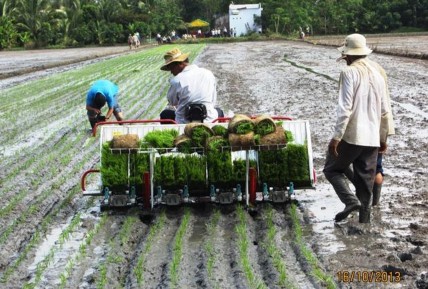 Figure 2 Paddy plants transplanted by transplanting machine Photo http www hamco vn ban tin hamco 1