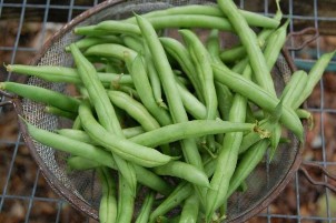 II Description Figure 1 String Bean Photo Internet source Green bean plants are either pole 3