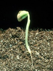 When you plant a bean in soil and water it the bean will germinate in about a week At this point it 4