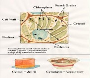 Lysosome Ribosome Peroxisome Nucleus Mitochondria Centriole Cytoplasm Endoplasmic Reticulum 1