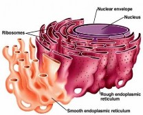 Lysosome Ribosome Peroxisome Nucleus Mitochondria Centriole Cytoplasm Endoplasmic Reticulum 6