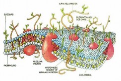Lysosome Ribosome Peroxisome Nucleus Mitochondria Centriole Cytoplasm Endoplasmic Reticulum 7